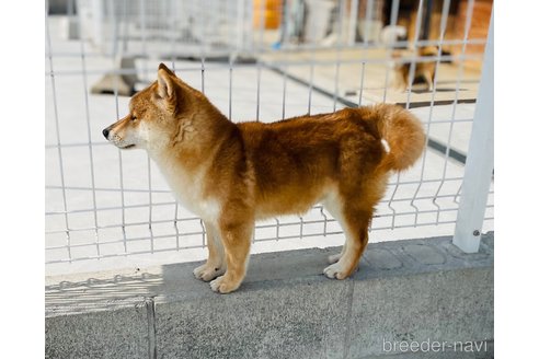 成約済の福岡県の豆柴-276066の3枚目