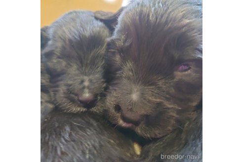 成約済の長野県のミックス犬-296525の13枚目