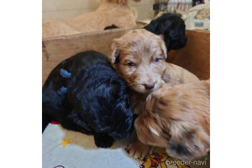 成約済の長野県のミックス犬-297243の14枚目