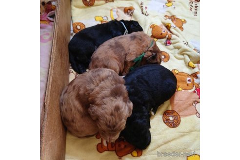 成約済の長野県のミックス犬-297243の12枚目