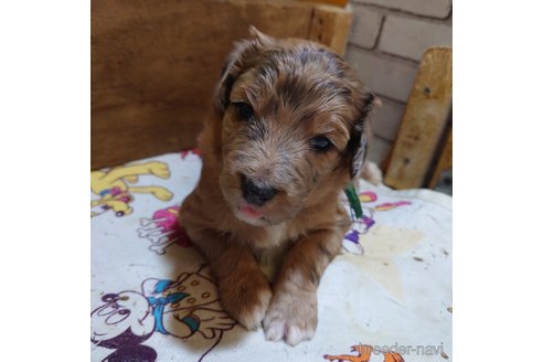 成約済の長野県のミックス犬-297240の15枚目