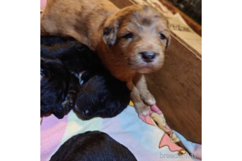 成約済の長野県のミックス犬-297240の14枚目