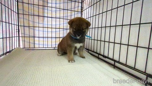 成約済の茨城県の柴犬-298728の1枚目