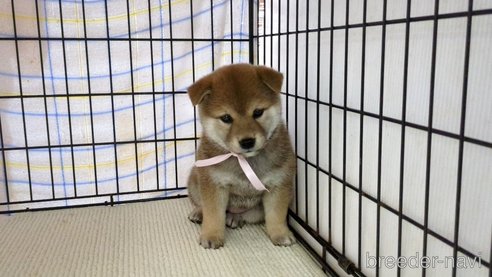 成約済の茨城県の柴犬-298730の1枚目