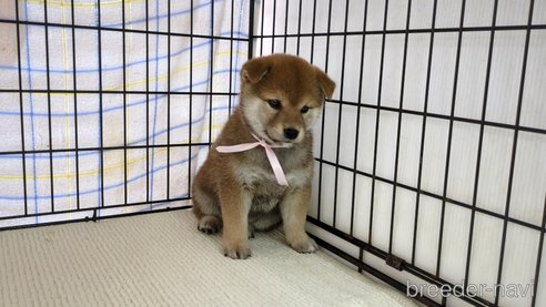 成約済の茨城県の柴犬-298730の6枚目