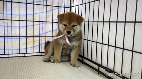 成約済の茨城県の柴犬-298730の5枚目