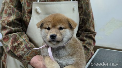 成約済の茨城県の柴犬-298730の4枚目