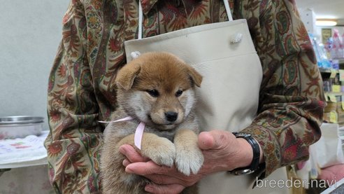 成約済の茨城県の柴犬-298730の3枚目