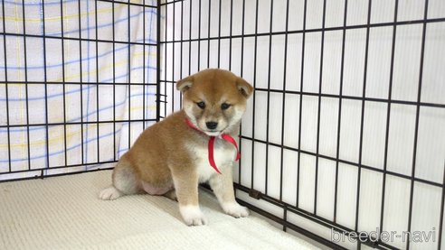 販売中の茨城県の柴犬-298731の6枚目