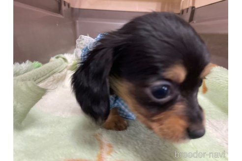 成約済の愛媛県のチワックス:チワワ×ミニチュアダックスフンド-298751の4枚目