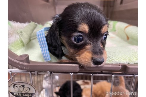 成約済の愛媛県のチワックス:チワワ×ミニチュアダックスフンド-298751の5枚目