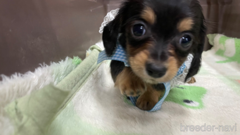 成約済の愛媛県のチワックス:チワワ×ミニチュアダックスフンド-298751の3枚目