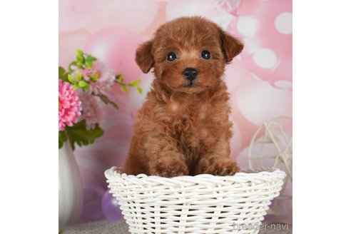 成約済の千葉県のティーカッププードル-298745の2枚目