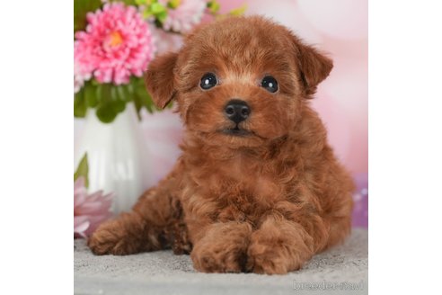 成約済の千葉県のティーカッププードル-298745