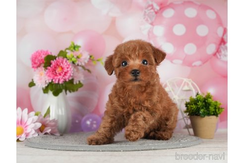 成約済の千葉県のティーカッププードル-298745の3枚目