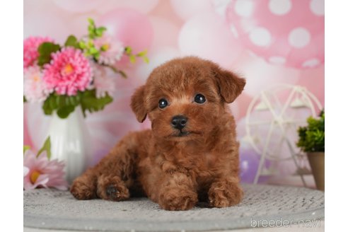 成約済の千葉県のティーカッププードル-298745の4枚目