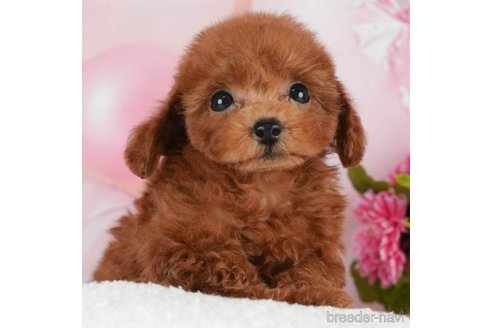 成約済の千葉県のティーカッププードル-298746