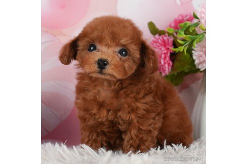 成約済の千葉県のティーカッププードル-298746の4枚目