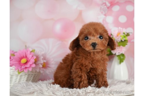 成約済の千葉県のティーカッププードル-298746の5枚目