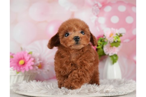 成約済の千葉県のティーカッププードル-298746の3枚目