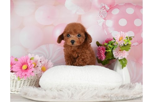 成約済の千葉県のティーカッププードル-298746の2枚目