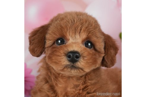 成約済の千葉県のトイプードル-298747