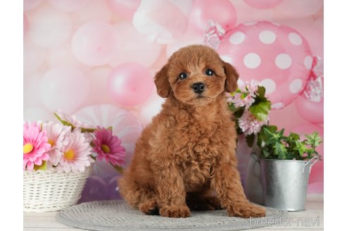 成約済の千葉県のトイプードル-298747の5枚目