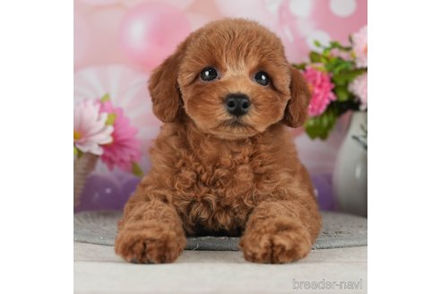 成約済の千葉県のトイプードル-298747の2枚目