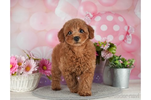 成約済の千葉県のトイプードル-298747の3枚目