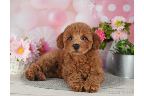 成約済の千葉県のトイプードル-298747の4枚目