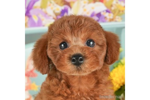 成約済の千葉県のトイプードル-298750