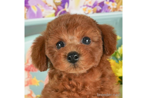 成約済の千葉県のトイプードル-298750の2枚目