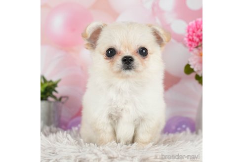 成約済の千葉県のチワワ(ロングコート)-298752の1枚目