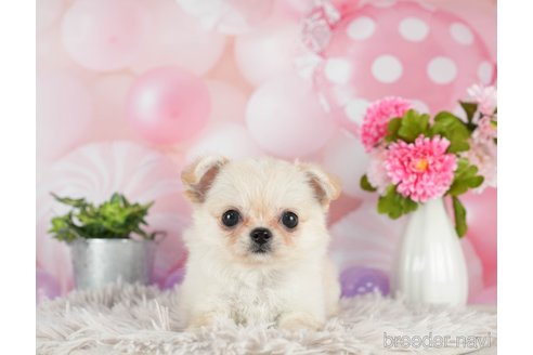 成約済の千葉県のチワワ(ロングコート)-298752の4枚目