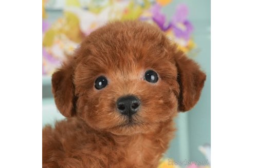 成約済の千葉県のタイニープードル-298755の4枚目