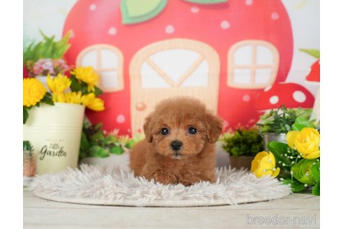 成約済の千葉県のトイプードル-298756の3枚目