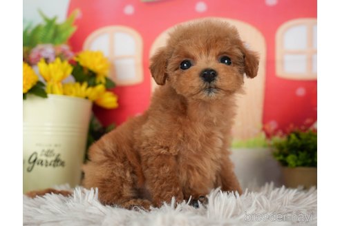 成約済の千葉県のトイプードル-298756の2枚目