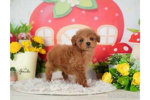 成約済の千葉県のトイプードル-298756の5枚目