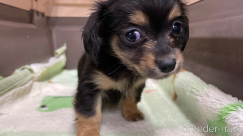 成約済の愛媛県のチワックス:チワワ×ミニチュアダックスフンド-298768の1枚目