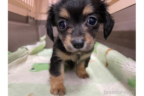 成約済の愛媛県のチワックス:チワワ×ミニチュアダックスフンド-298768の2枚目