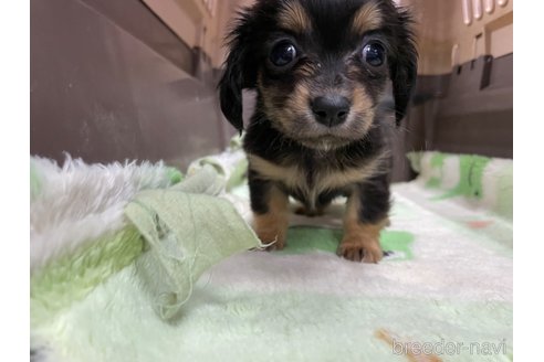 成約済の愛媛県のチワックス:チワワ×ミニチュアダックスフンド-298768の3枚目