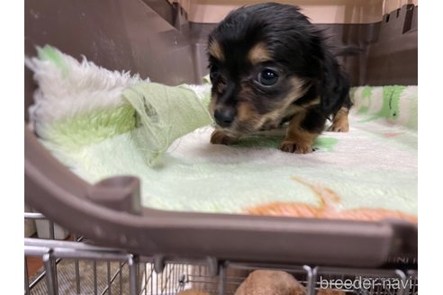 成約済の愛媛県のチワックス:チワワ×ミニチュアダックスフンド-298768の5枚目