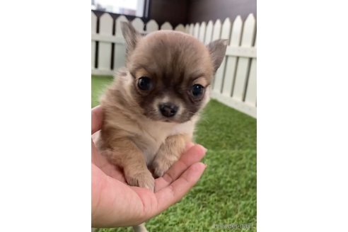 成約済の福岡県のチワワ(ロングコート)-297762の6枚目