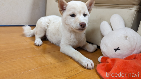 成約済の群馬県の柴犬-298822の1枚目