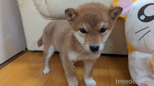 成約済の群馬県の柴犬-298824