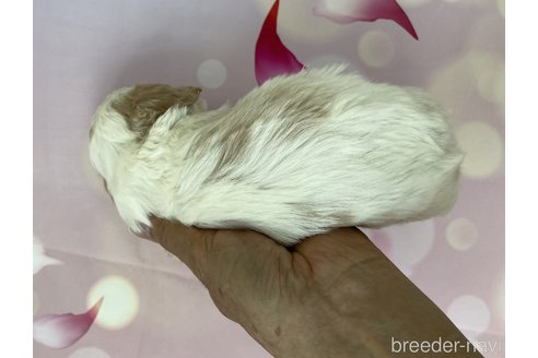 成約済の北海道のミックス犬-297631の3枚目