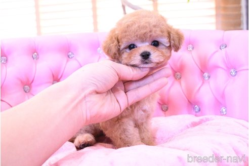 成約済の茨城県のティーカッププードル-298840の11枚目