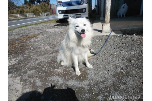 いろはちゃん1枚目