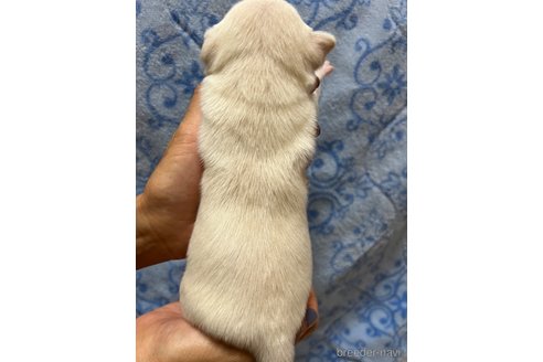 成約済の千葉県のチワワ(スムースコート)-297354の86枚目