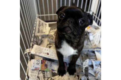 成約済の山梨県のミックス犬-282182の3枚目